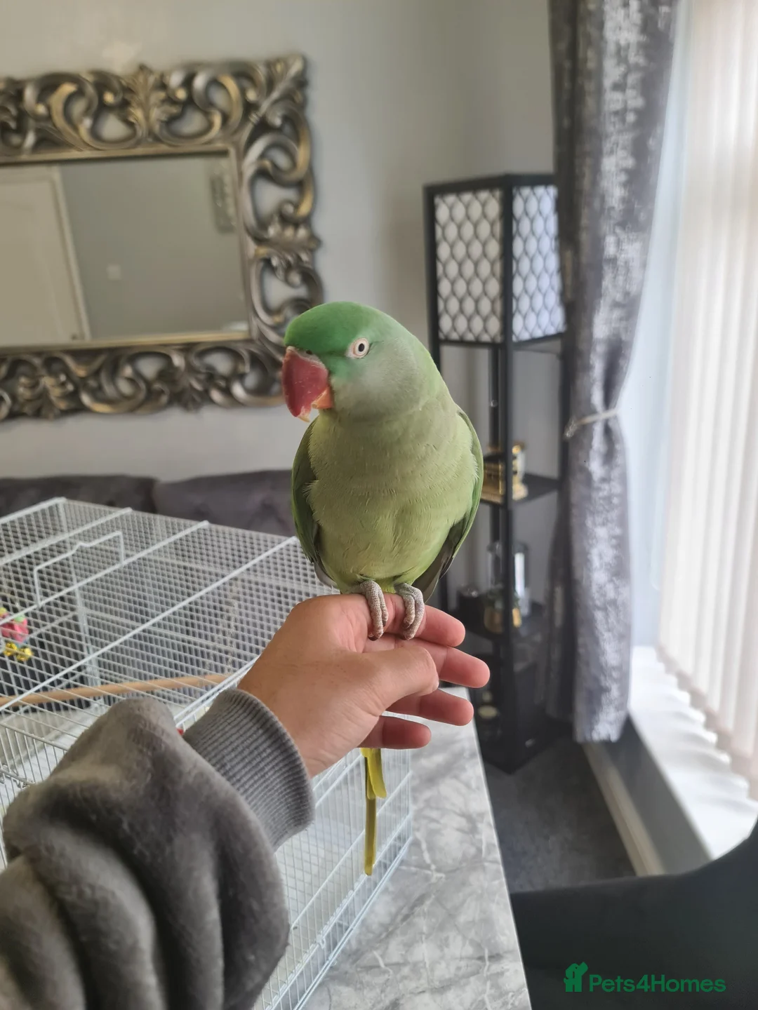 Parrots birds for sale: Hand Tame Alexandrine - Advert 1