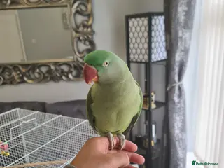 Parrots birds Hand Tame Alexandrine - Advert 15