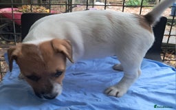 Jack Russell dogs for sale: KC Jack Russell pups, DNA Clear- LOA, SCA, PLL - Image 15