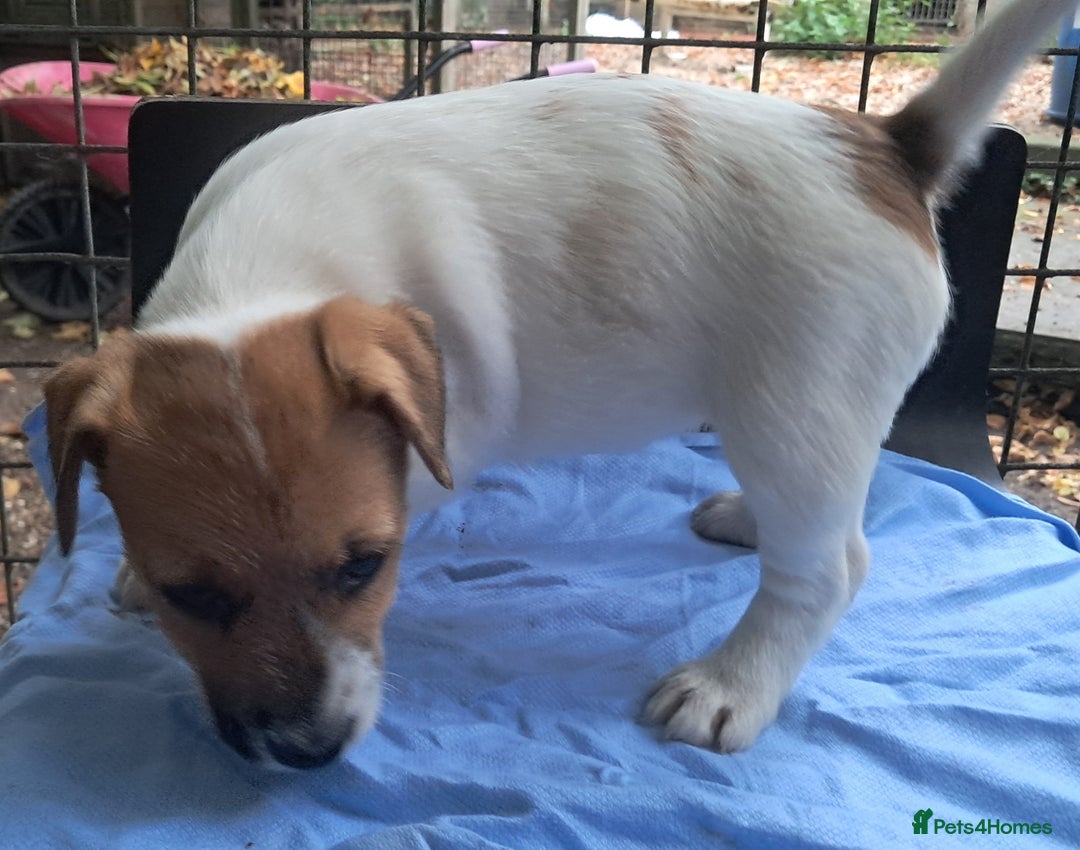Jack Russell dogs for sale: KC Jack Russell pups, DNA Clear- LOA, SCA, PLL - Image 15