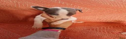 Whippet dogs for sale: Kc registered whippets - Advert 11