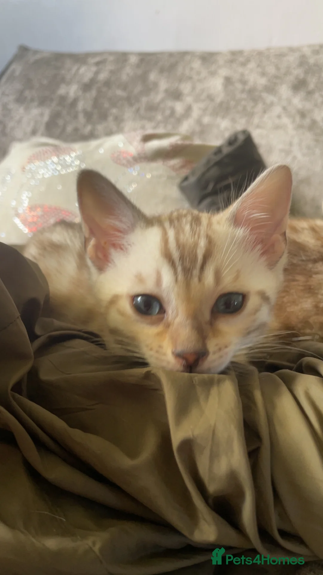 Bengal cats for sale: Bengal female resale  - Advert 2