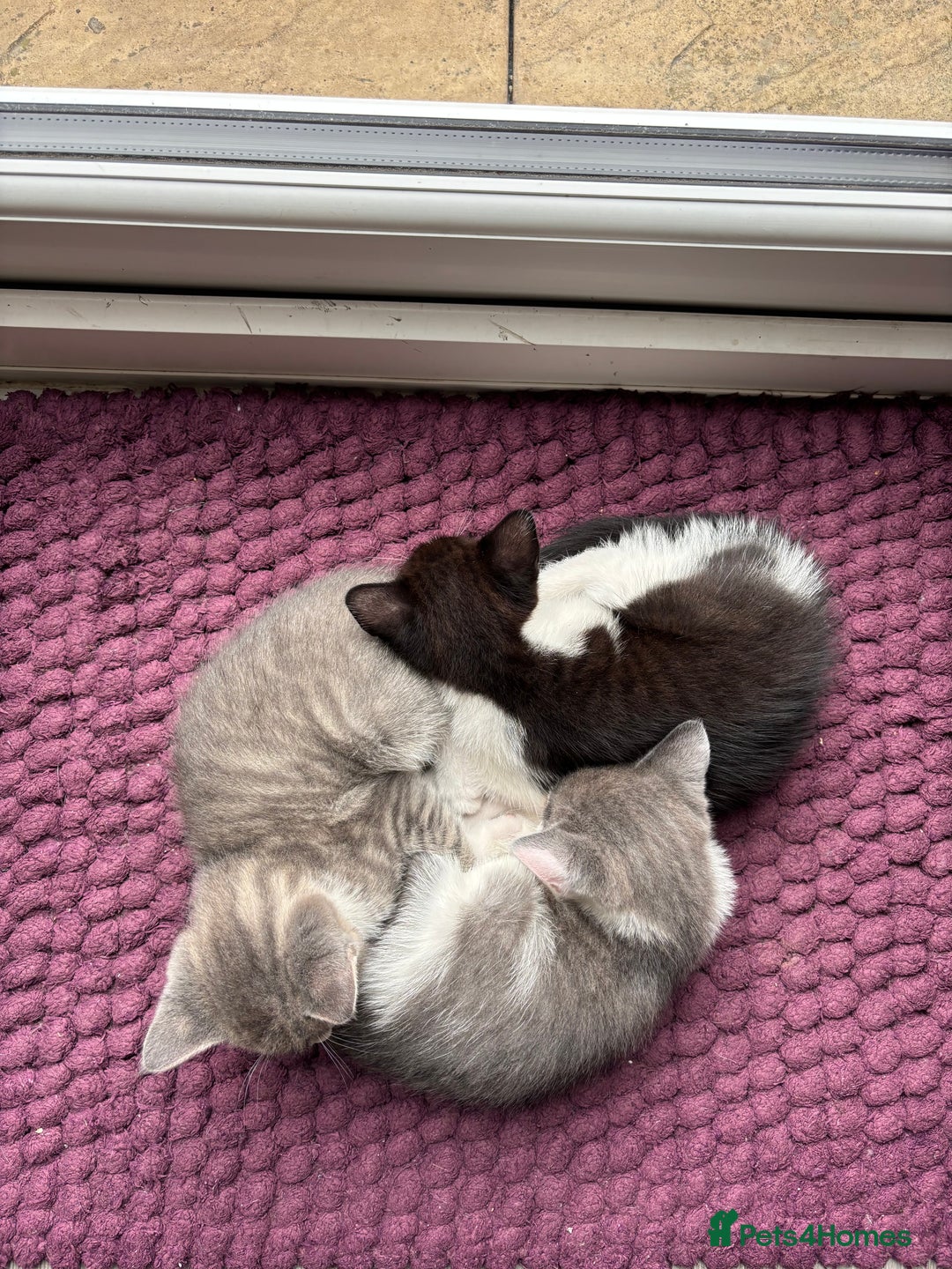Domestic Shorthair cats for sale: Kitten 🐈‍⬛ looking for loving home 🏠  - Image 7