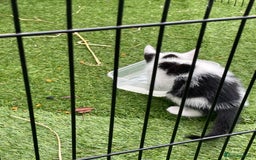 Mixed Breed cats for sale: Lovely kittens  - Image 8