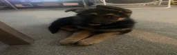 German Shepherd dogs for sale: Luna 5 month old gsd in Ramsgate - Advert 3