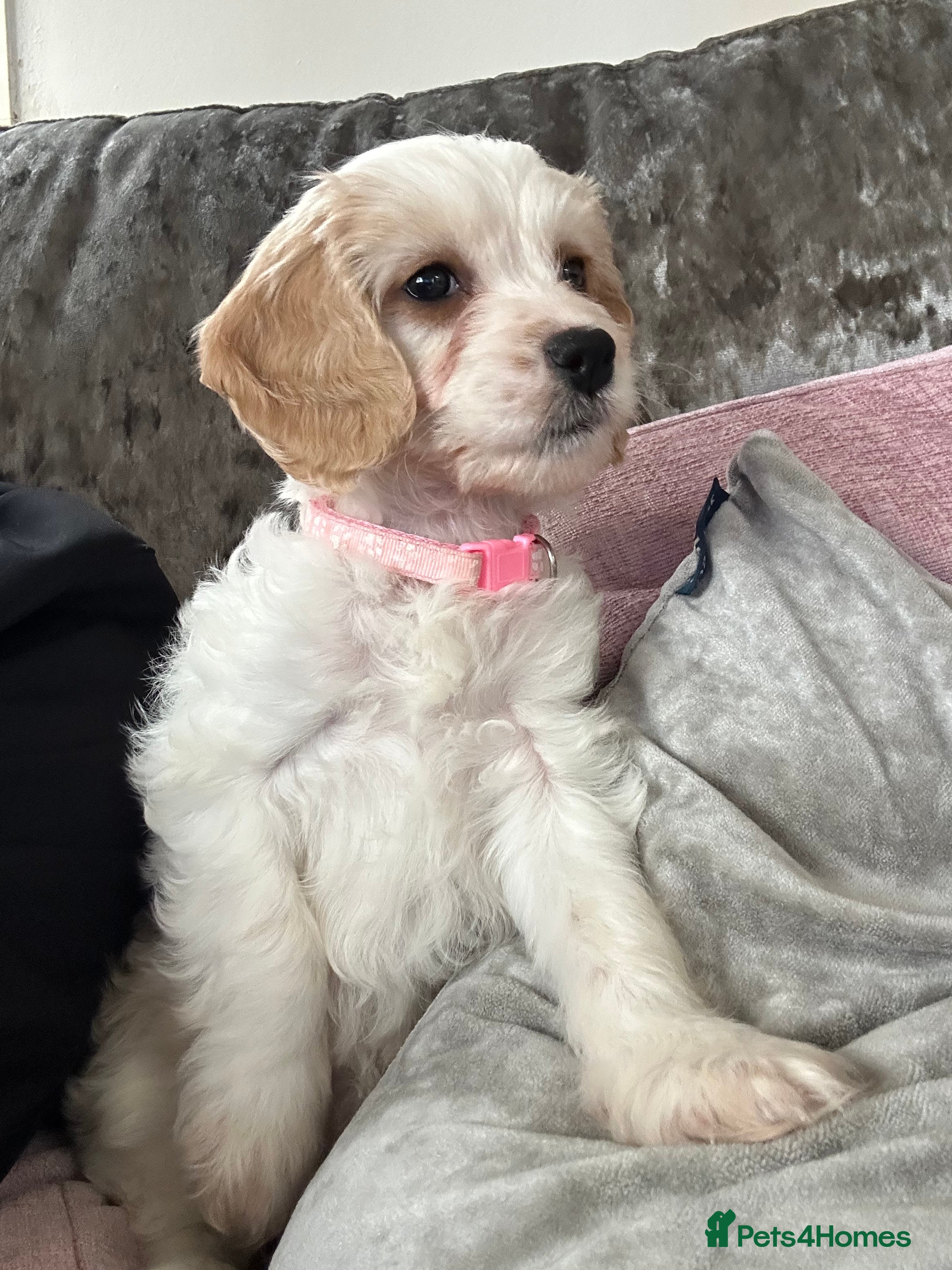 Mixed Breed dogs READY NOW Apricot Cockapoo puppies 1 LEFT - Advert 4