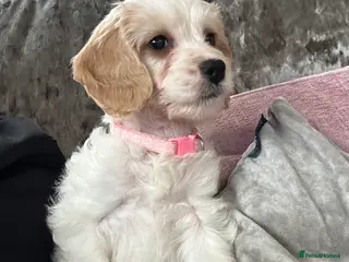 Mixed Breed dogs READY NOW Apricot Cockapoo puppies 1 LEFT - Advert 4