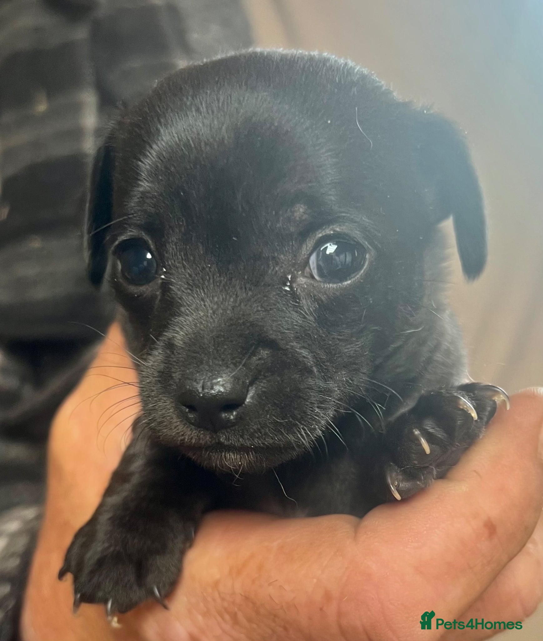 Mixed Breed dogs stunning tiny Chihuahua X terrier puppies - Advert 15