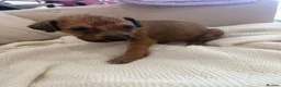 Mixed Breed dogs for sale: Bull hound puppies in London - Advert 34