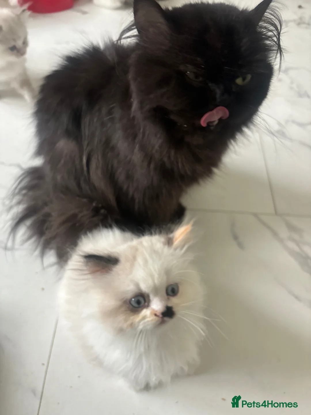 Persian cats for sale: persian chinchilla - Advert 2