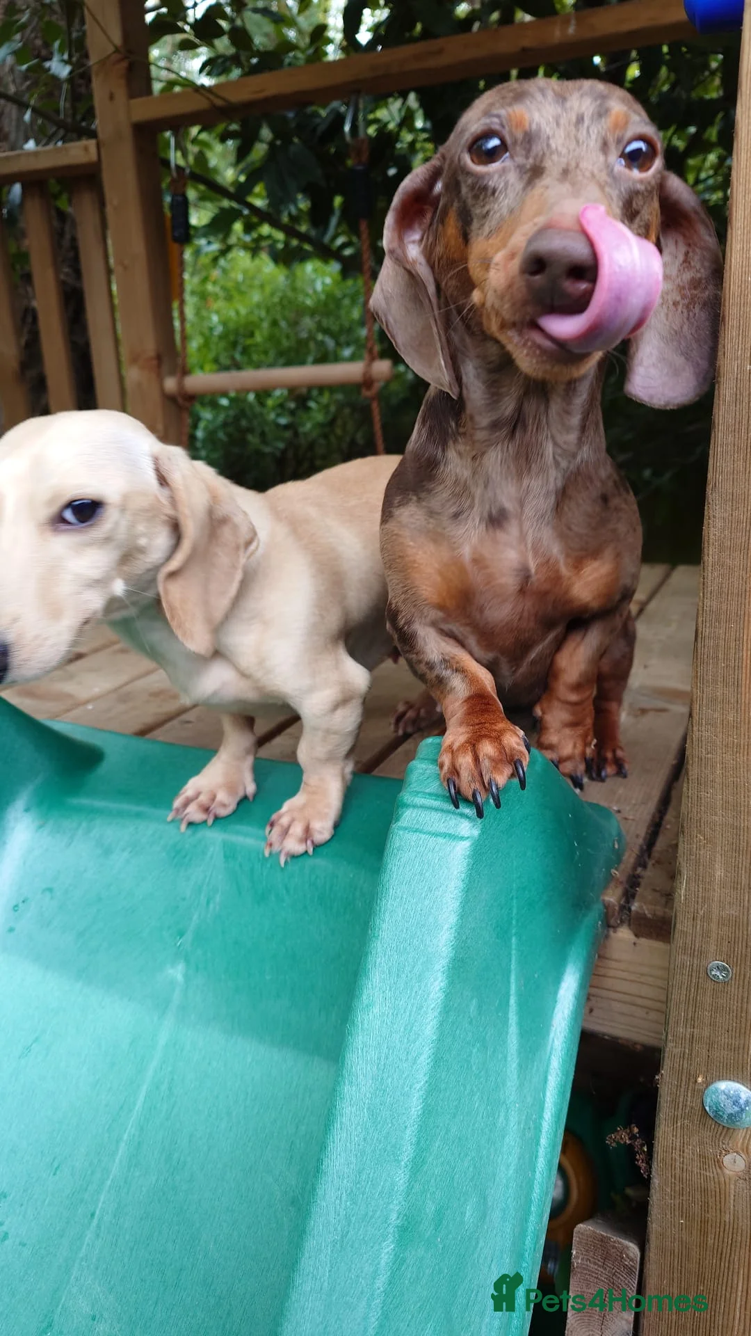 Miniature Dachshund dogs for sale: Mini Dachshund Puppies KC Ready start of March 🐾 - Advert 7