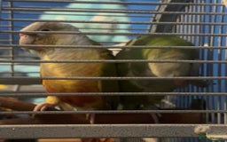 Parrots birds for sale: bonded pair of parrots  - Image 8