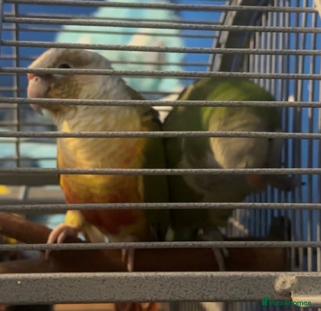 Parrots birds for sale: bonded pair of parrots  - Image 8