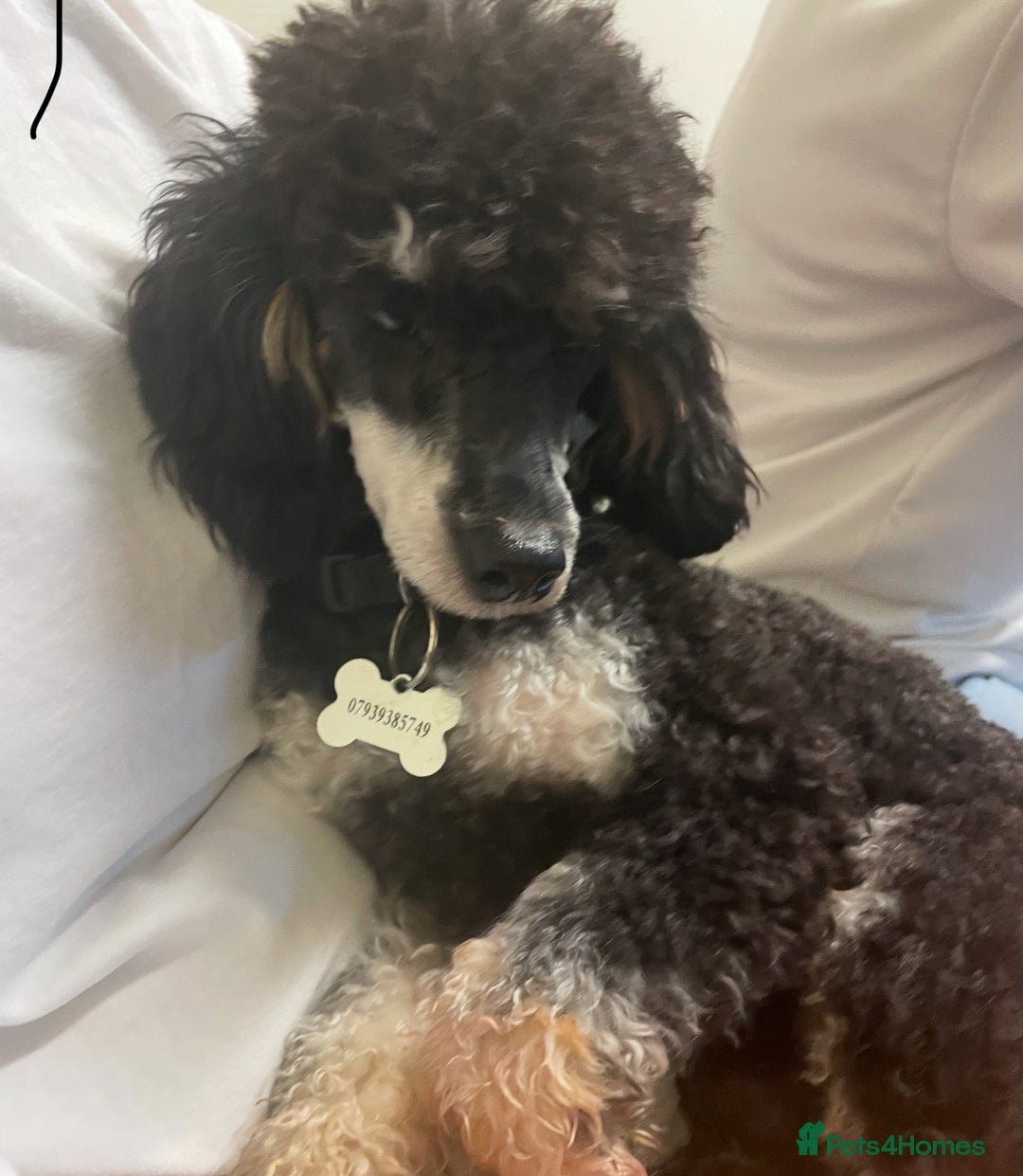 Toy Poodle dogs for sale: One Kc phantom toy poodle left- ready now!  - Advert 8