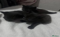 Mixed Breed cats for sale: Kittens black two short haired 1 long haired  - Image 4