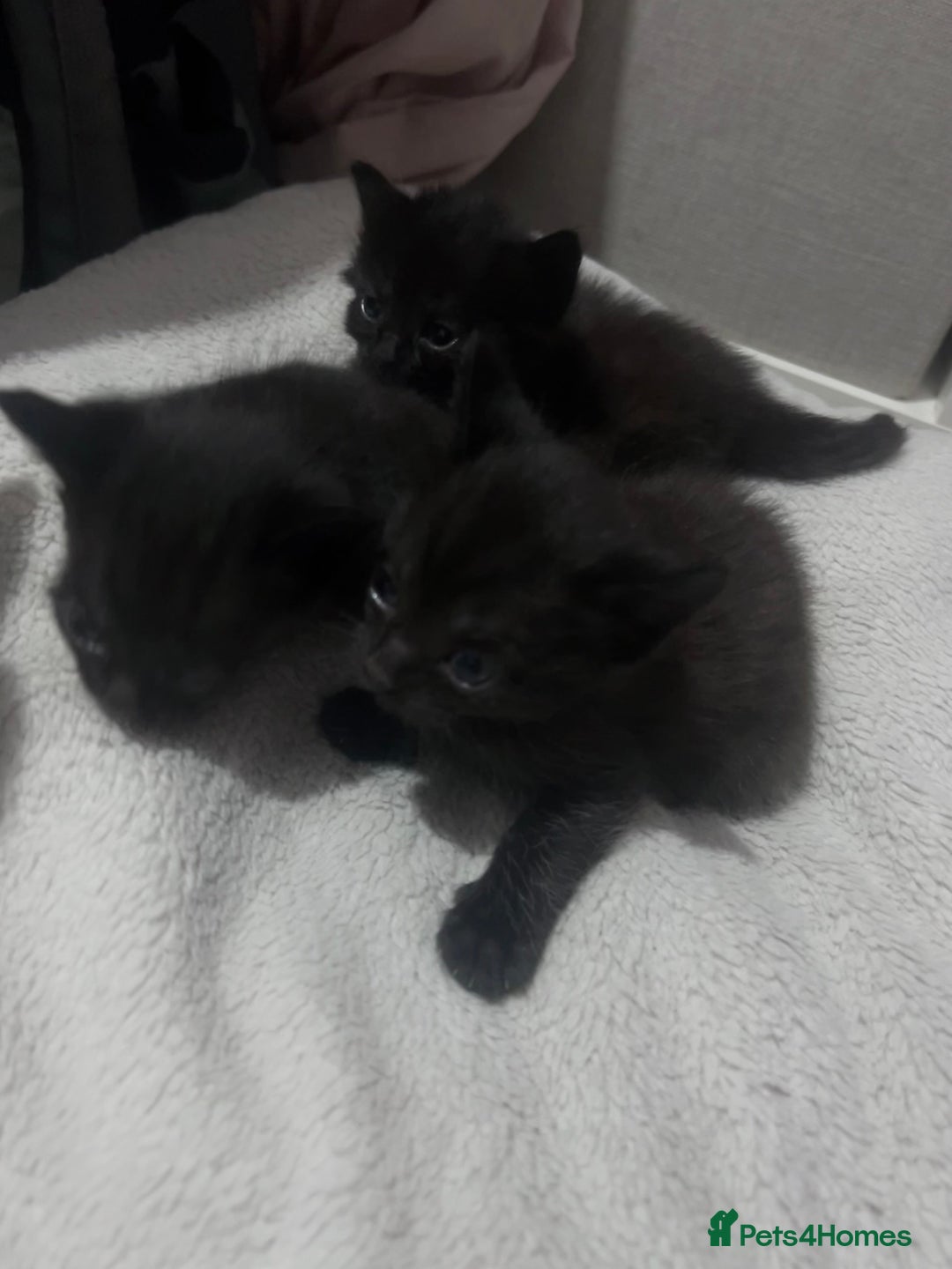 Mixed Breed cats for sale: Kittens black two short haired 1 long haired  - Image 4