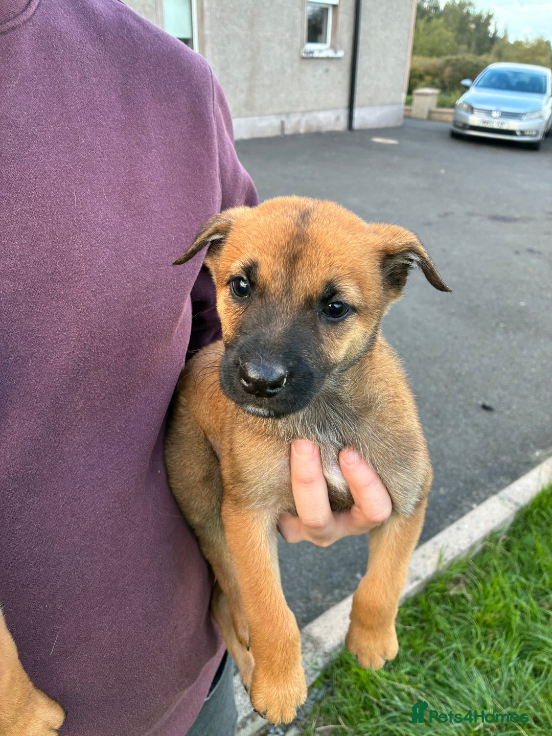 German Shepherd dogs for sale: Belgian Malinois  - Image 17