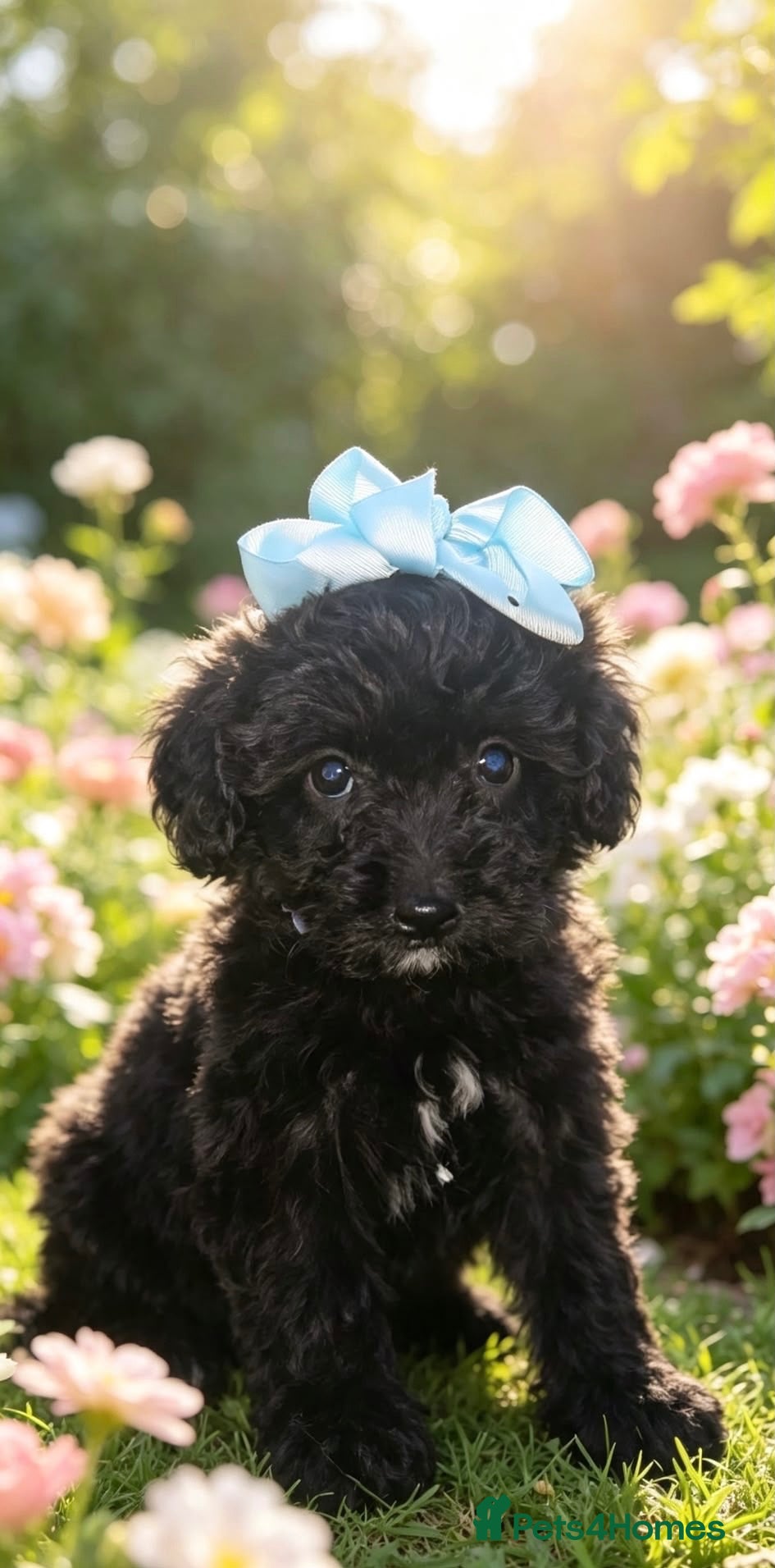 Cockapoo dogs 🐾 beautiful cockerpoo puppies  - Advert 1