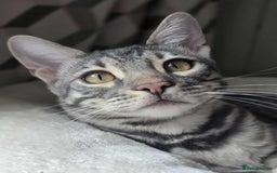 Bengal cats for sale: Blue Silver Rosetted Boy - Image 2