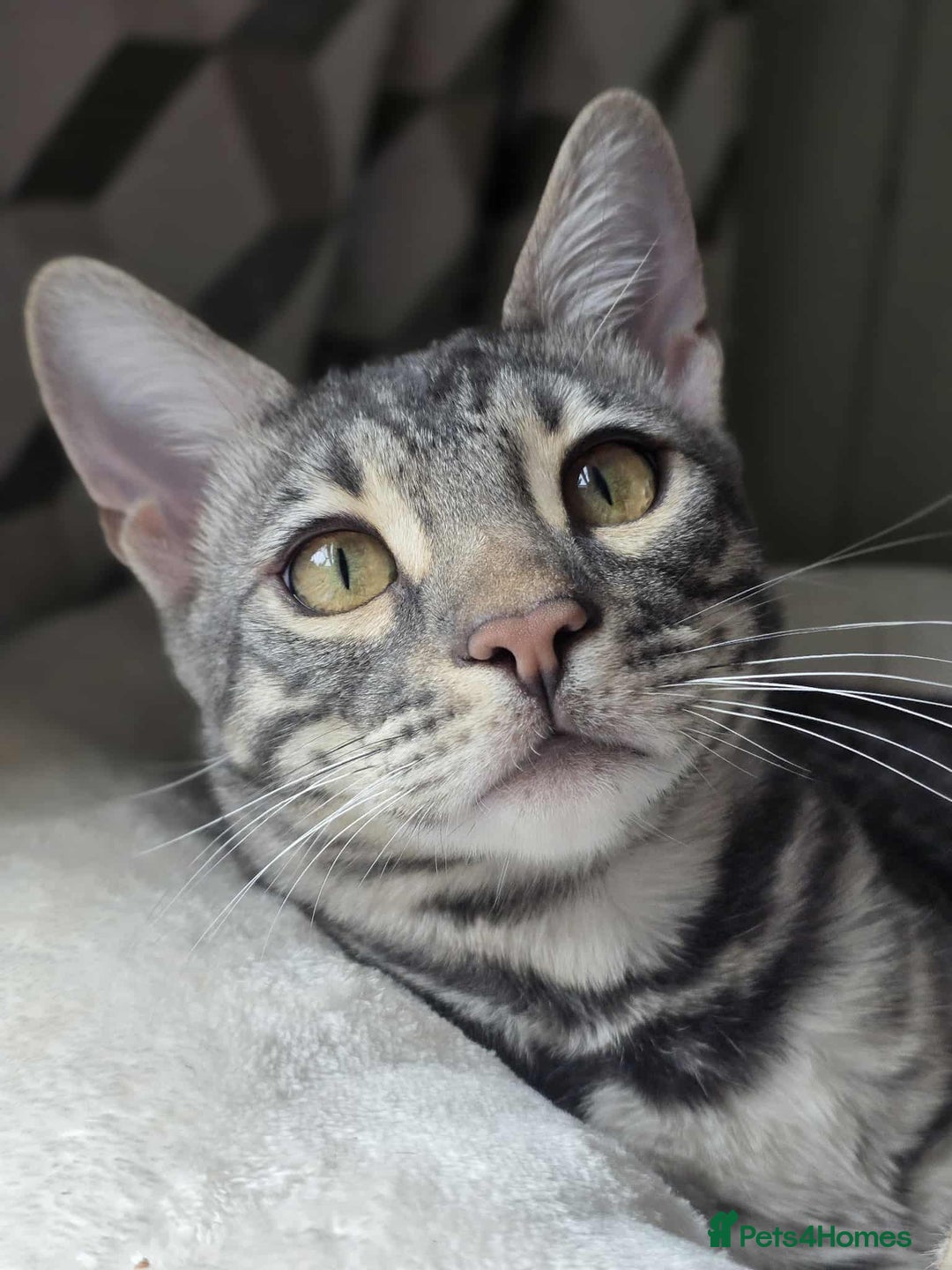 Bengal cats for sale: Blue Silver Rosetted Boy - Image 2