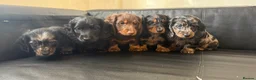Miniature Dachshund dogs for sale: Mini long hair dachshunds  - Advert 2