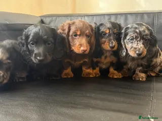 Miniature Dachshund dogs Mini long hair dachshunds - Advert 1