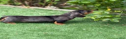 Miniature Dachshund dogs for sale: ⭐️Tiny Health tested mini dachshunds ⭐️ 🦴🐶🐾🐾 - Advert 4