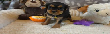 Yellow collar 