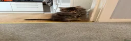Mixed Breed cats for sale: Tabby kittens looking for there forever home - Advert 8