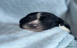 English Springer Spaniel dogs for sale: English springer spaniel.Ready to leave 21/11/25 - Image 29