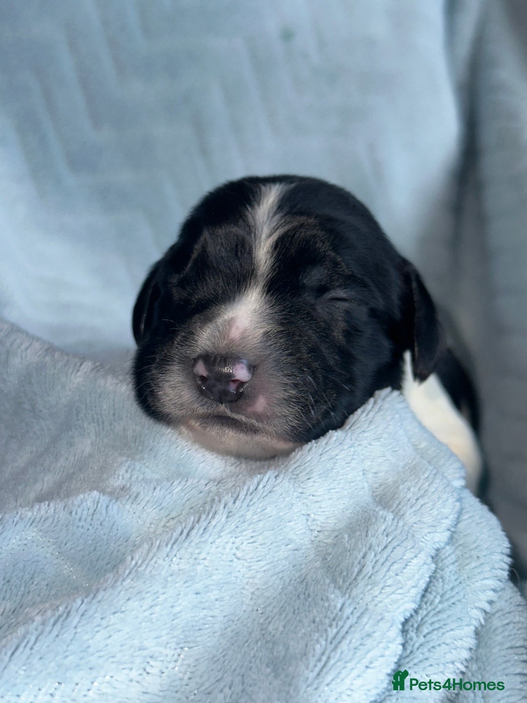 English Springer Spaniel dogs for sale: English springer spaniel.Ready to leave 21/11/25 - Image 29