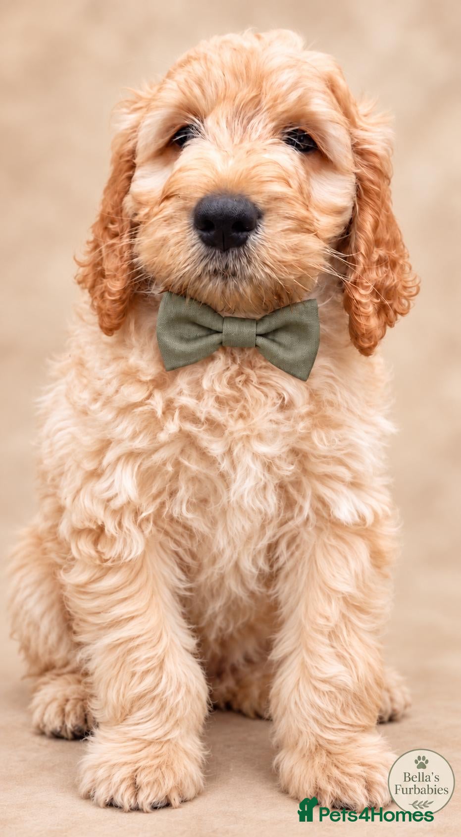 Labradoodle dogs 🐾 Multigen Labradoodle Puppy Family Raised *** - Advert 5