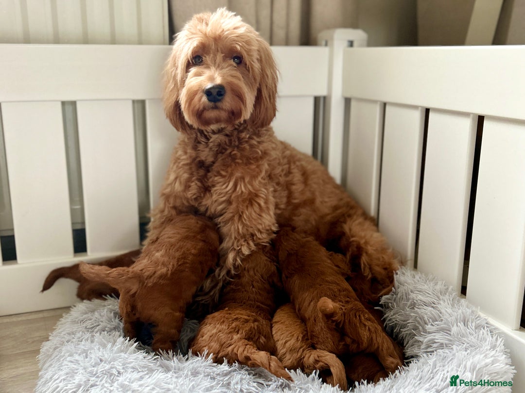Goldendoodle dogs for sale: F1b Mini Goldendoodles - DNA/health tested - Advert 11