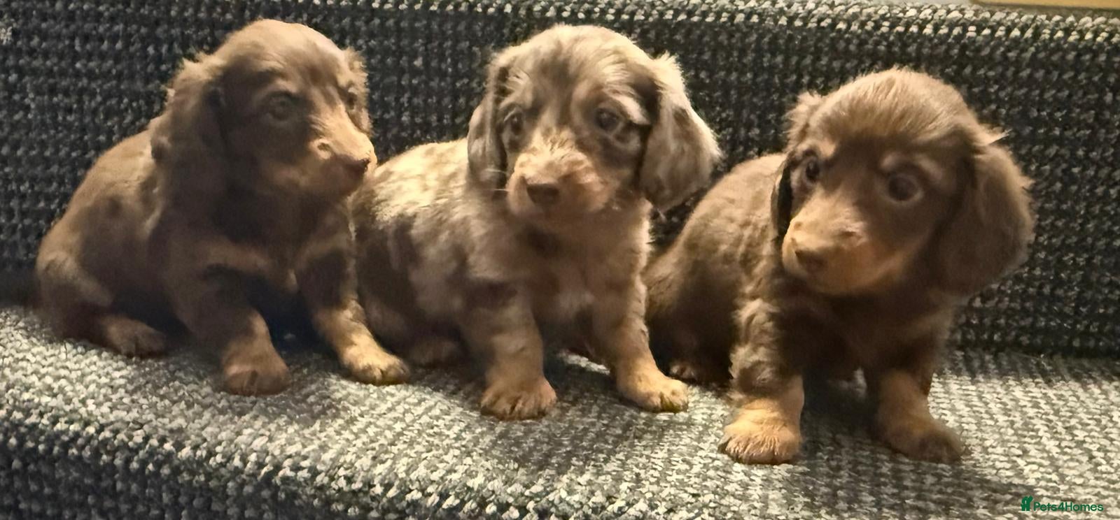 Dachshund dogs Long hair dachshund puppies 🩷 - Advert 1