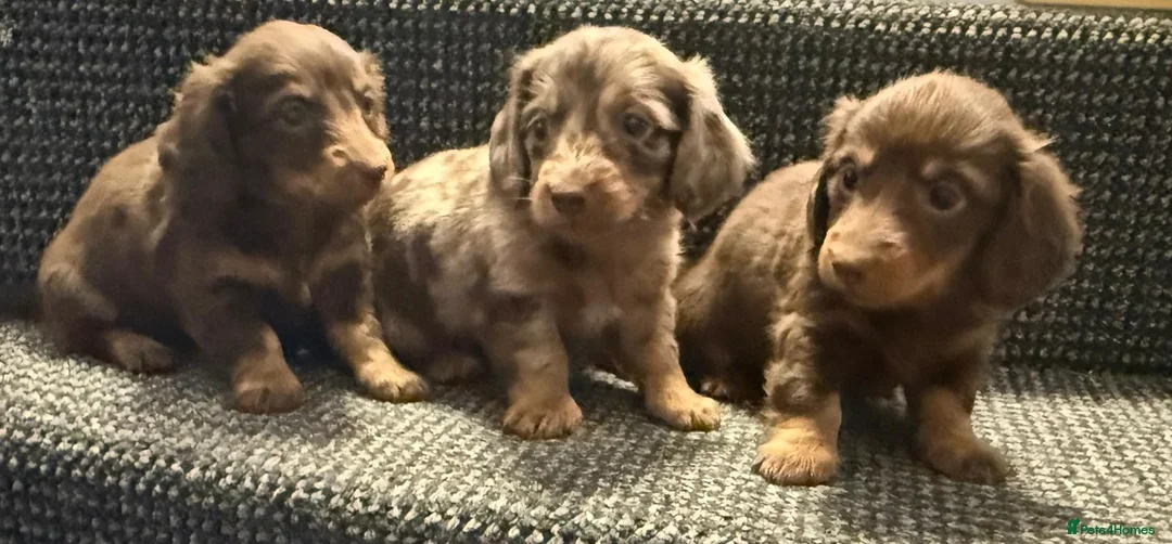 Dachshund dogs for sale: Long hair dachshund puppies 🩷 - Advert 1