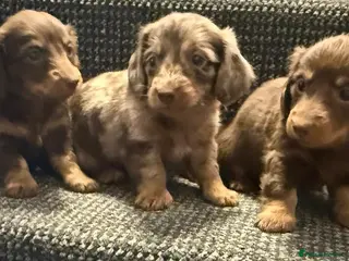Dachshund dogs Long hair dachshund puppies 🩷 - Advert 1