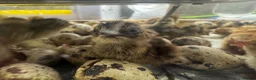 Quail poultry for sale: Coturnix Quail – Mixed Colours + Celadon Males - Advert 7