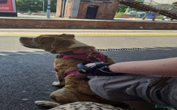 Mixed Breed dogs for sale: 8 month female dog - Image 3