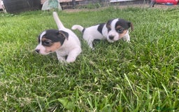 Jack Russell dogs for sale: Stunning small short legged Jack Russell puppies - Image 3