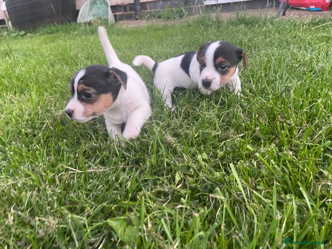 Jack Russell dogs for sale: Stunning small short legged Jack Russell puppies - Image 3