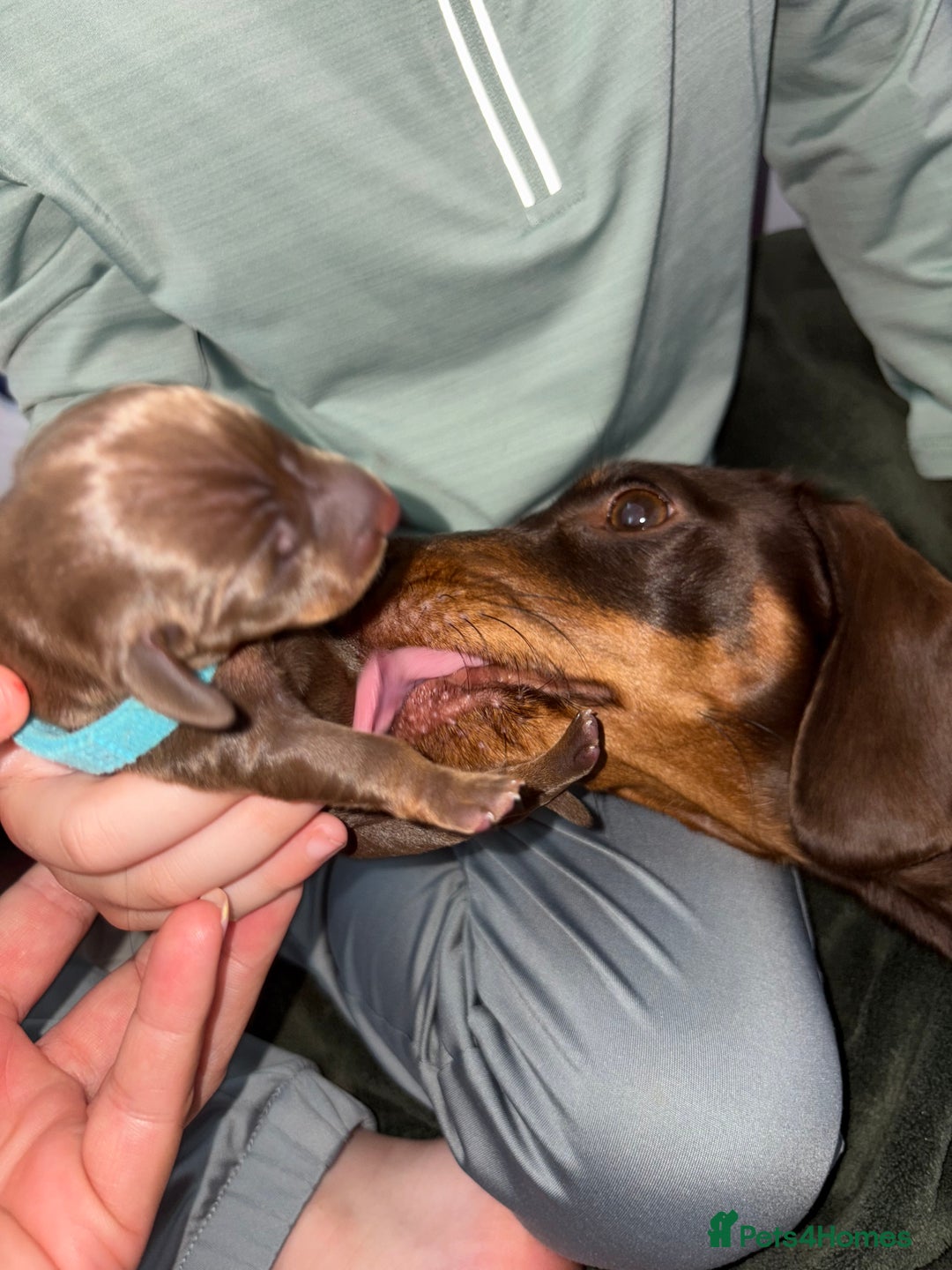 Miniature Dachshund dogs for sale: Miniature dachshund pups for sale 2 boys 1 girl  - Image 5