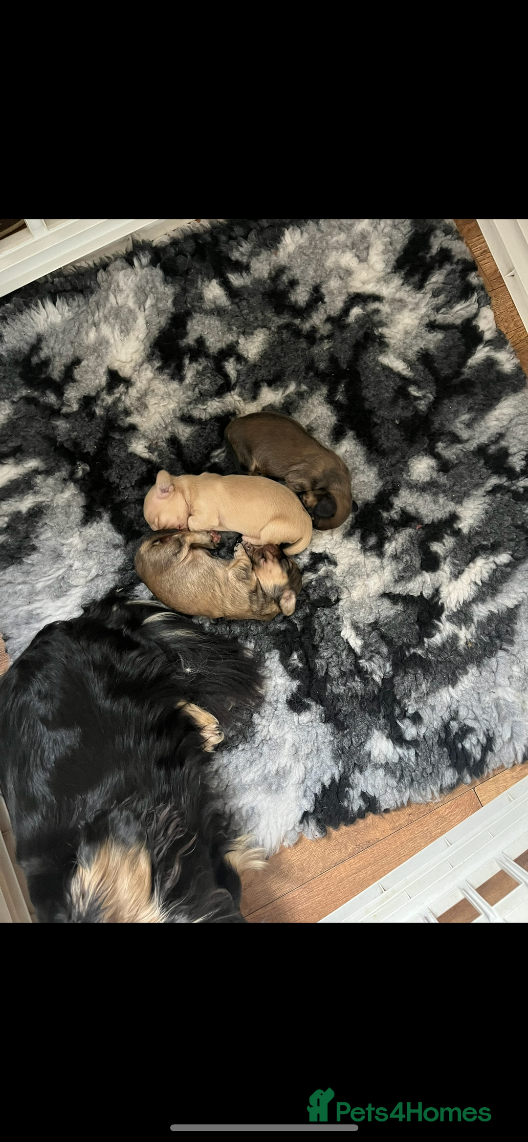 Miniature Dachshund dogs for sale: Highest quality champion line cream long haired  - Image 26