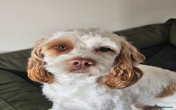 Cockapoo dogs for sale:  Cockerpoo f2b female 21 months old - Image 6