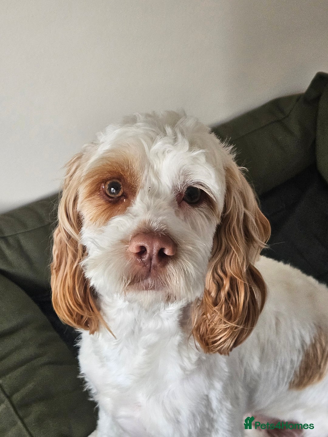 Cockapoo dogs for sale:  Cockerpoo f2b female 21 months old - Image 6
