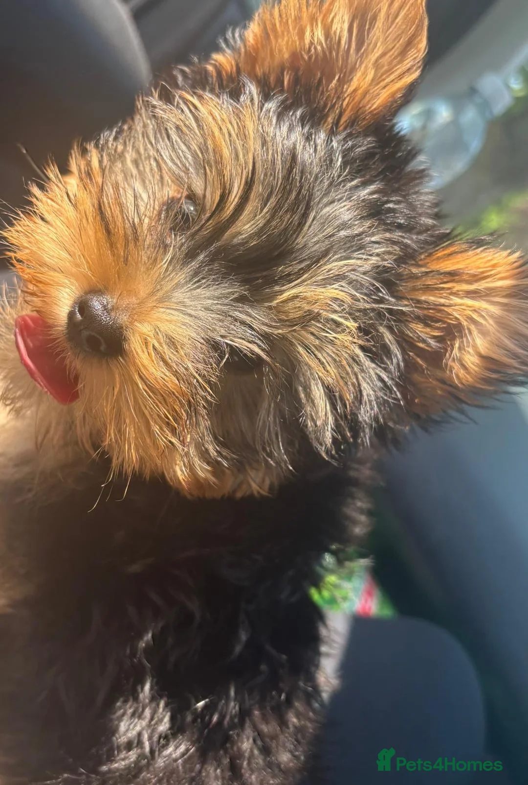 Yorkshire Terrier dogs for sale: Miniature Yorkshire Terrier  in Barnet - Advert 2