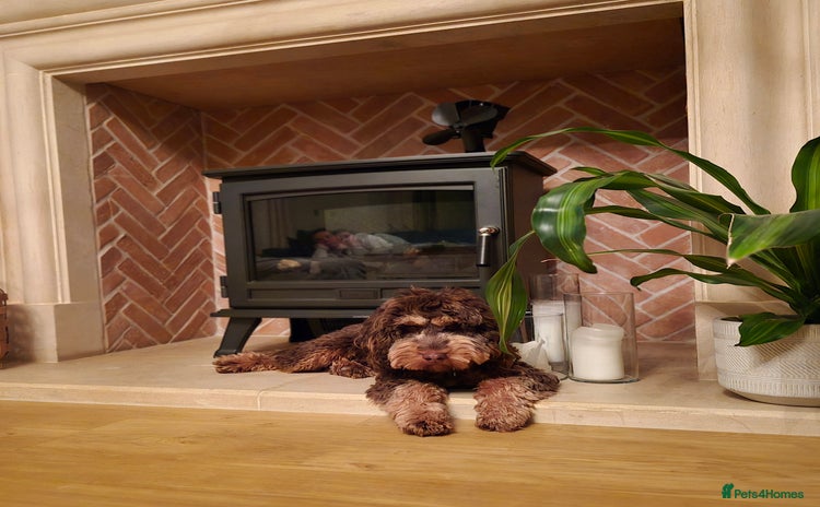 Cockapoo dogs - Advert 3