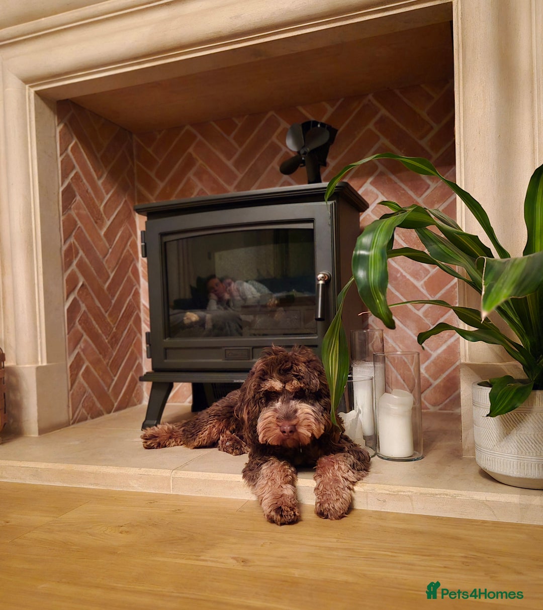 Cockapoo dogs for stud: Gorgeous Toy Cockapoo Stud - Image 3