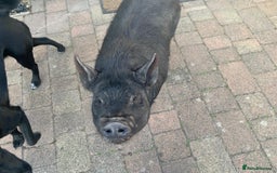 Pig livestock for sale: Kune Kune Pigs for Sale - Image 2