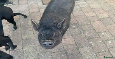 Pig livestock - Advert 4