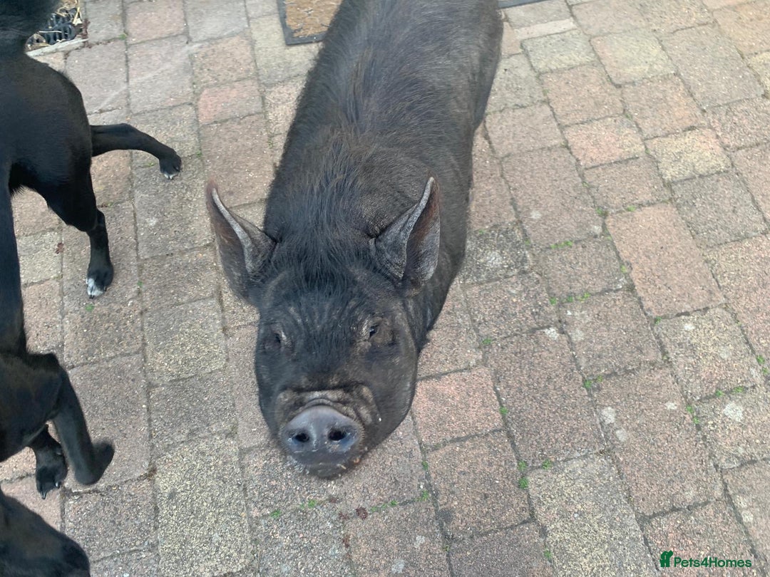 Pig livestock for sale: Kune Kune Pigs for Sale - Image 2
